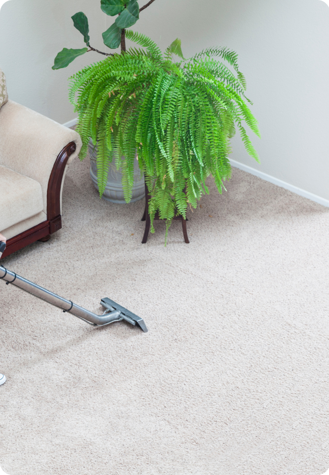 Carpet steam cleaning in a Canberra home