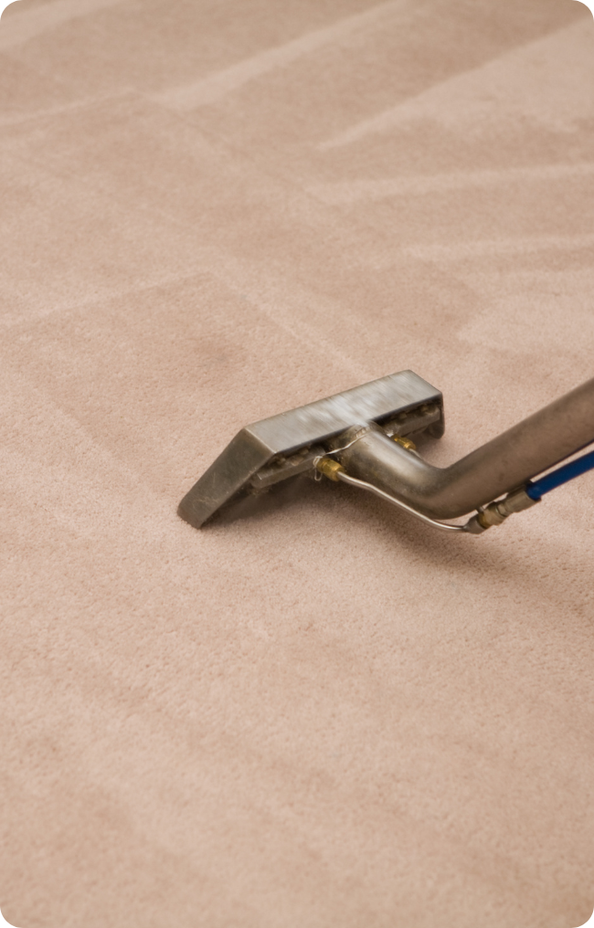 Carpet cleaning solutions in Brisbane
